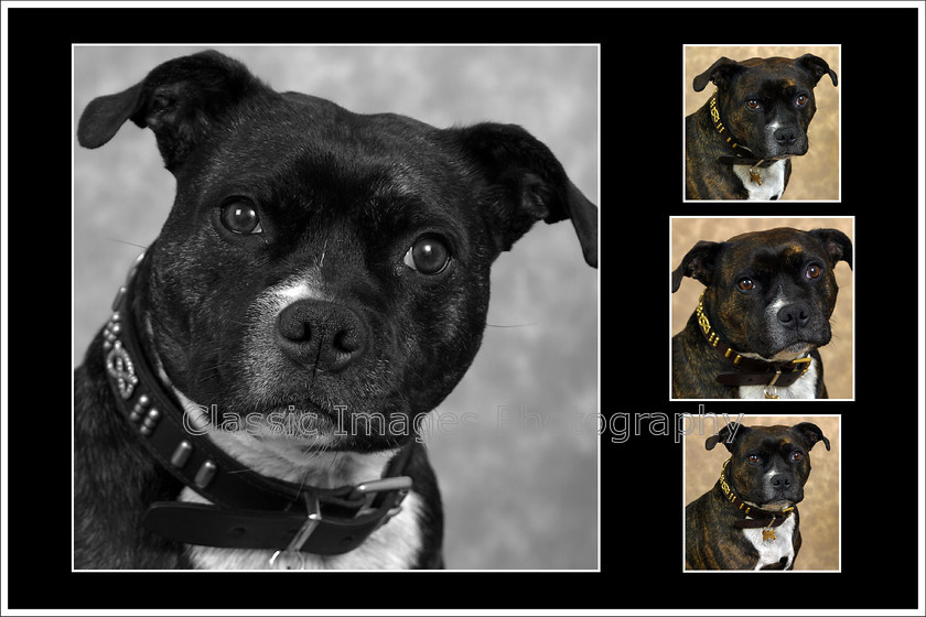 Page002 1 
 Keywords: staffordshire bull terrier dog pet photographer stoke on trent