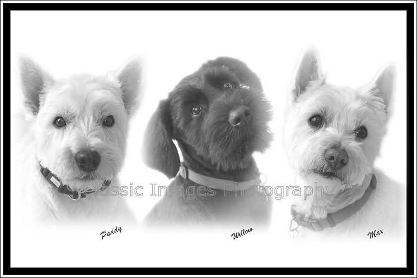 Page001 4 
 Keywords: dog pet portrait photography stoke on trent